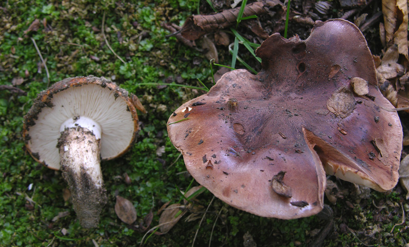 Tricholoma ustaloides?